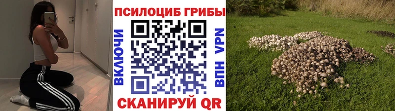 blacksprut зеркало  Дно  Псилоцибиновые грибы прущие грибы  сколько стоит 